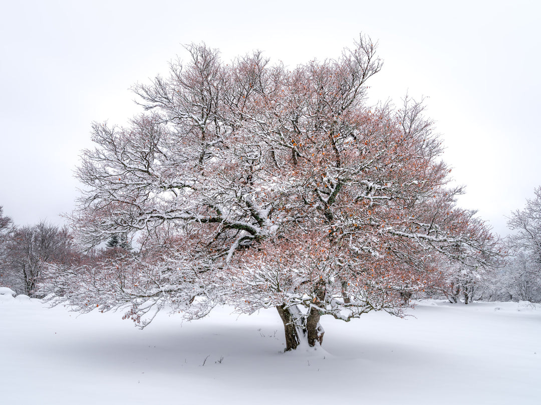L'arbre du Vercors