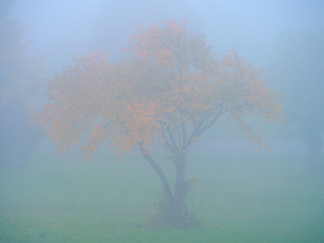 Orange dans la la brume