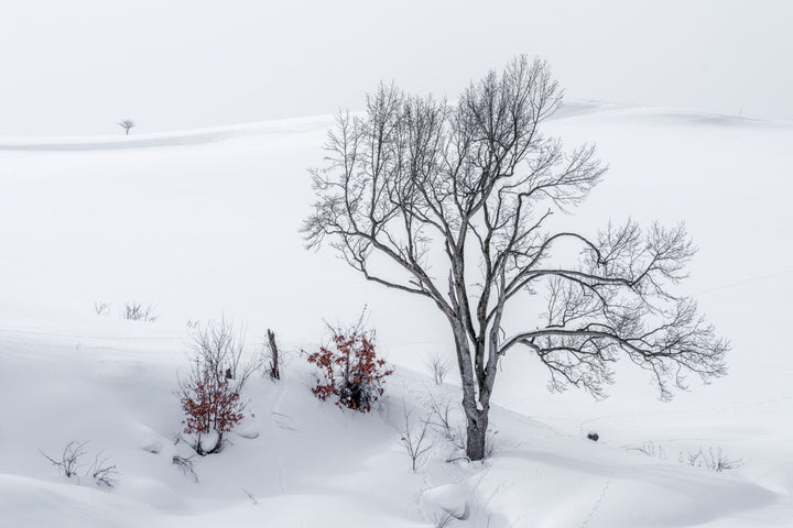 2 arbres - Biei