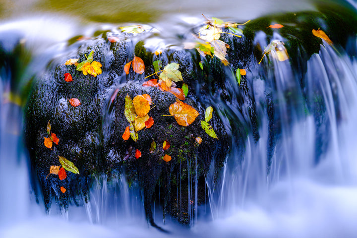 Les feuilles