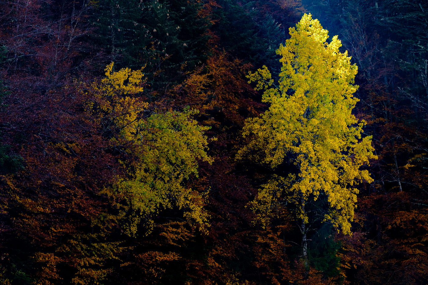 Jaune
