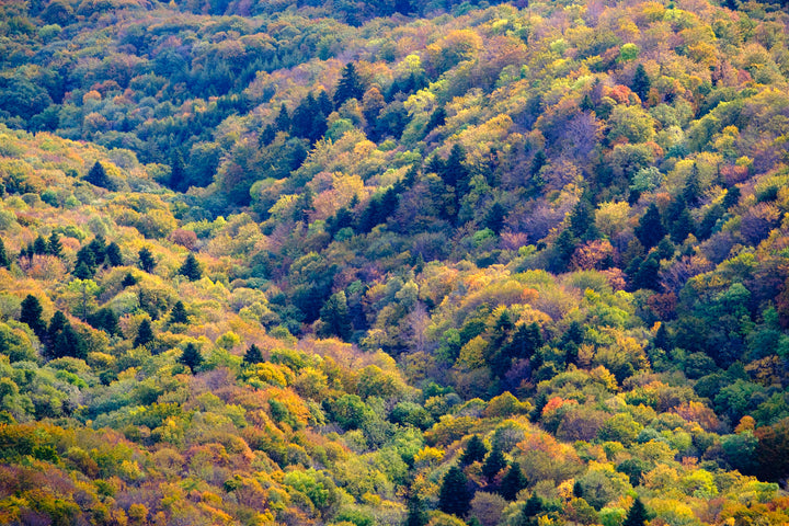 La forêt (II)
