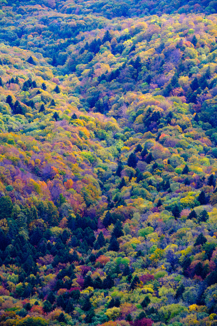 La forêt