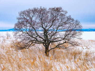 L'arbre du lac
