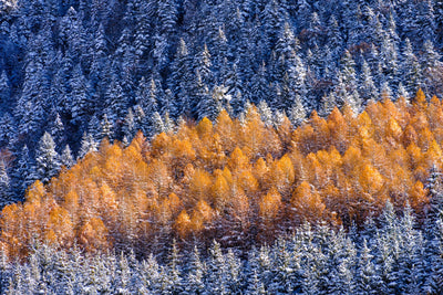 Transition II