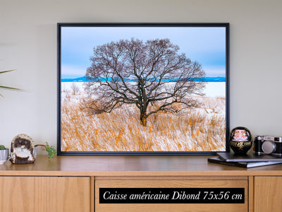 L'arbre du lac